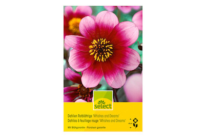 Image of select Rotblättrige Dahlien Wishes n Dreams lilarosa bei JUMBO