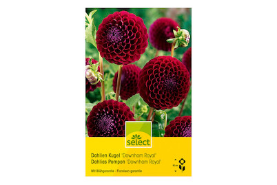 Image of select Pompon Dahlien Downham Royal purpur bei JUMBO
