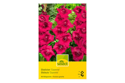 Image of select Gladiolen Cayenne purpur bei JUMBO