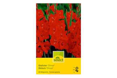 Image of select Gladiolen Chinon rot bei JUMBO