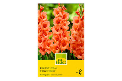 Image of select Gladiolen Jessica lachs bei JUMBO