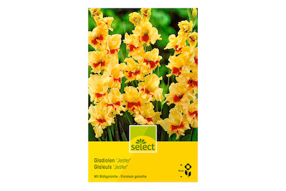 Image of select Gladiolen Jester gelb mit rot bei JUMBO