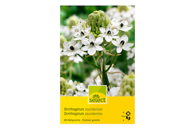 Image of select Milchstern Ornithogalun saundersiae bei JUMBO