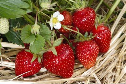 Image of Balkonerdbeere (Fragaria x ananassa 'Balkon'), Topfgrösse Ø12cm bei JUMBO