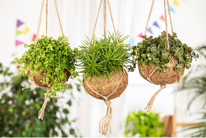 Image of Ampel-Grünpflanzen, Topfgrösse Ø15cm (Grünpflanzen, hängend) bei JUMBO