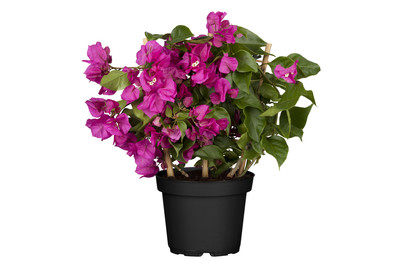 Image of Drillingsblume 'Vera'(Bougainvillea 'Vera'), Topfgrösse Ø17cm bei JUMBO