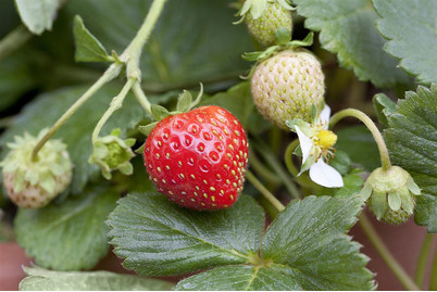 Image of Erdbeere 'Mieze Schindler' (Fragaria x ananassa 'Mieze Schindler'), Topfgrösse Ø 9cm bei JUMBO