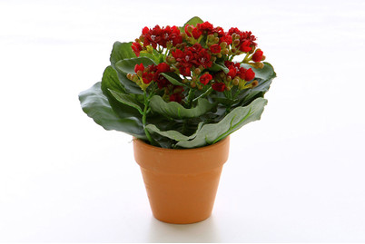 Image of Flammendes Käthchen im Tontopf bei JUMBO