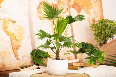 Image of Livistonie, Topfgrösse Ø13cm (Livistona rotundifolia) bei JUMBO