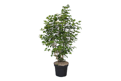 Image of Gemeiner Schneeball - Viburnum opulus 60-80cm inklusive Topf bei JUMBO