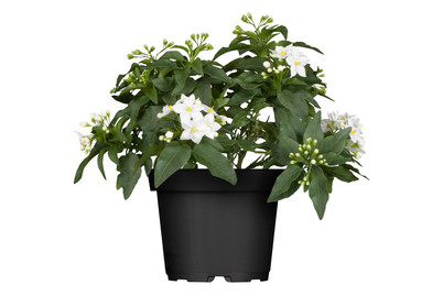 Image of Jasminblütiger Nachtschatten(Solanum jasminoides), Topfgrösse Ø27cm bei JUMBO