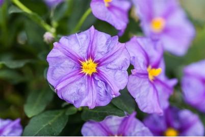 Image of Enzianbaum(Solanum rantonnetii, blau), Topfgrösse Ø27cm bei JUMBO