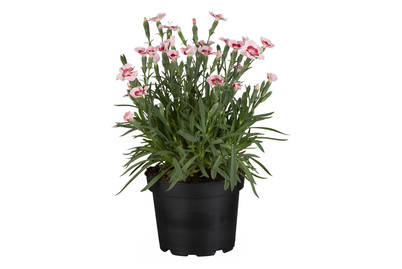 Image of Nelke 'sel® Diantica® Peach Party'(Dianthus 'sel® Diantica® Peach Party'), Topfgrösse Ø12cm bei JUMBO