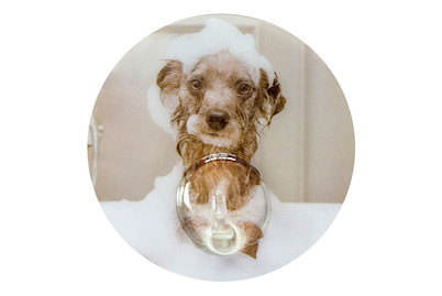 Image of Static Hooks Dog multicolor bei JUMBO