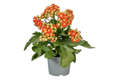 Image of Flammendes Käthchen 'More Flowers', Topfgrösse Ø10.5cm (Kalanchoe blossfeldiana 'More Flowers') bei JUMBO