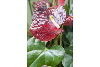 Image of Flamingoblume, Topfgrösse Ø18cm (Anthurium x andreanum) bei JUMBO