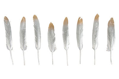 Image of Deko-Feder gold/silber, 12-15cm, SB-Btl 8Stück bei JUMBO