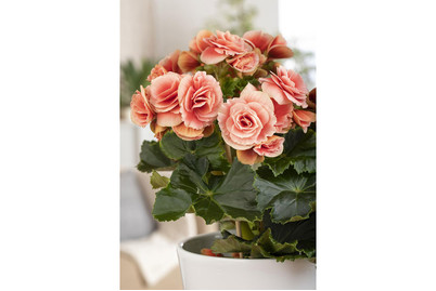 Image of Begonie 'Decorum', Topfgrösse Ø14cm (Begonia elatior 'Decorum') bei JUMBO