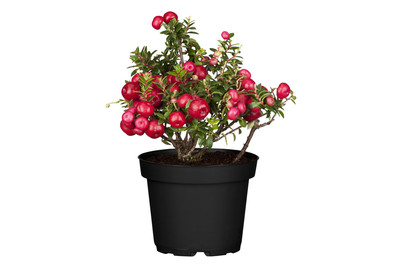 Image of Torfmyrte (Gaultheria mucronata, rot), Topfgrösse Ø10.5cm bei JUMBO