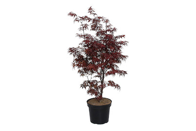 Image of Japanischer Fächerahorn - Acer palmatum 'Skeeters Broom' 80-100cm inklusive Topf bei JUMBO