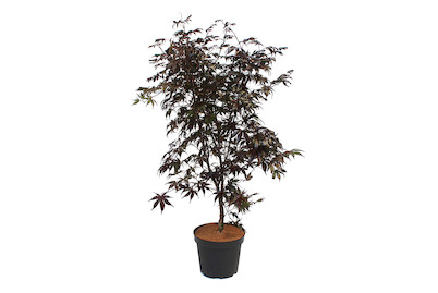 Image of Japanischer Fächerahorn Acer palmatum 'Bloodgood' 80-100cm inklusive Topf bei JUMBO