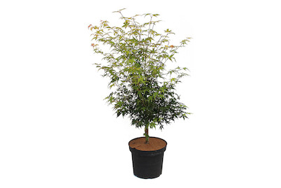 Image of Japanischer Fächerahorn - Acer palmatum 'Katsura' 80-100cm inklusive Topf bei JUMBO