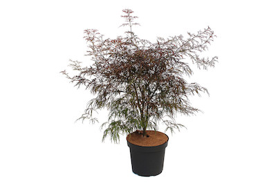 Image of Japanischer Schlitzahorn - Acer palmatum 'Garnet' 80-100cm inklusive Topf bei JUMBO