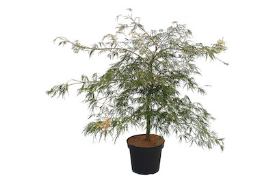 Image of Japanischer Schlitzahorn - Acer palmatum 'Dissectum' 80-100cm inklusive Topf bei JUMBO