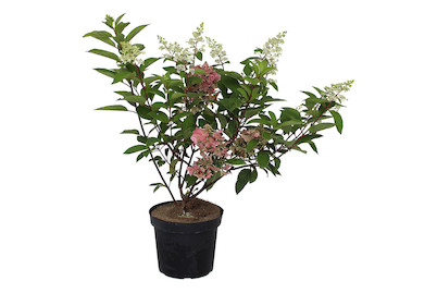 Image of Rispenhortensie - Hydrangea paniculata 'Pinky Winky' 60-80cm inklusive Topf bei JUMBO