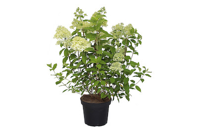 Image of Rispenhortensie - Hydrangea paniculata 'Limelight' 60-80cm inklusive Topf bei JUMBO