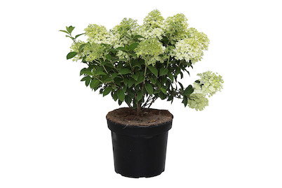 Image of Zwergrispenhortensie - Hydrangea paniculata 'Bobo' 50-60cm inklusive Topf bei JUMBO