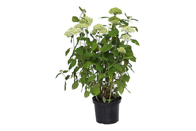 Image of Ballhortensie - Hydrangea arborescens 'Annabelle' 60-80cm inklusive Topf bei JUMBO