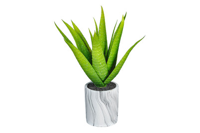 Image of Aloe Vera Pflanze 30 cm bei JUMBO