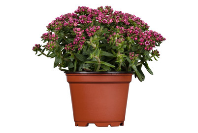 Image of Dickblatt (Crassula schmidtii), Topfgrösse Ø13cm bei JUMBO