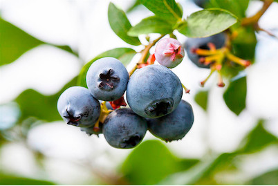 Image of Heidelbeere 'North Country' (Vaccinium corymbosum 'North Country'), Topfgrösse Ø19cm bei JUMBO