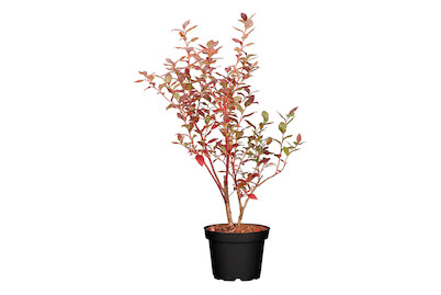 Image of Heidelbeere 'Bluecrop' (Vaccinium corymbosum 'Bluecrop'), Topfgrösse Ø22cm bei JUMBO