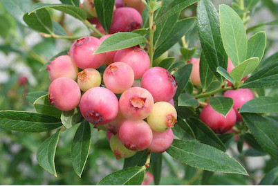 Image of Heidelbeere 'Pinkberry Pia' (Vaccinium corymbosum 'Pinkberry Pia'), Topfgrösse Ø22cm bei JUMBO