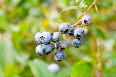 Image of Heidelbeere 'Elizabeth' (Vaccinium corymbosum 'Elisabeth'), Topfgrösse Ø22cm bei JUMBO