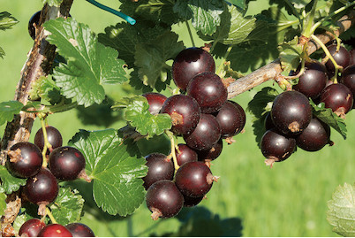Image of Josta 'Dr. Bauer's® JOSTINE'(s) (Ribes x nidigrolaria DR. Bauer's® JOSTINE(s)), Topfgrösse Ø22cm bei JUMBO
