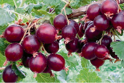 Image of Josta 'Dr. Bauer's® Jonova' (Ribes x nidigrolaria 'Dr. Bauer´s® Jonova'), Topfgrösse Ø22cm bei JUMBO