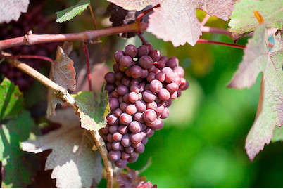 Image of Robustarebe® 'New York Muscat' (Vitis vinifera 'New York Muscat' Robustarebe®), Topfgrösse Ø20cm bei JUMBO