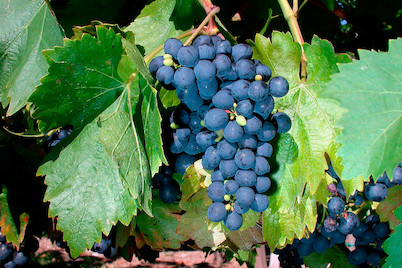 Image of Robustarebe® 'Buffalo' (Vitis vinifera 'Buffalo' Robustarebe®), Topfgrösse Ø20cm bei JUMBO