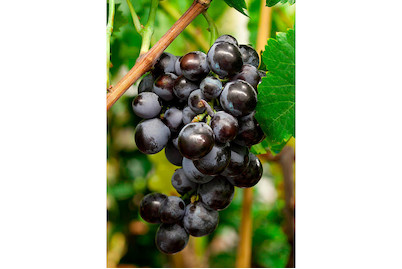 Image of Robustarebe® 'Early Campbell' (Vitis vinifera 'Early Campbell' Robustarebe®), Topfgrösse Ø20cm bei JUMBO