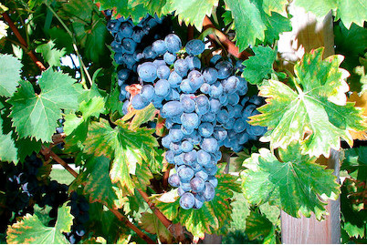Image of Robustarebe® 'Nero'(s) (Vitis vinifera 'Nero'(s) Robustarebe®), Topfgrösse Ø20cm bei JUMBO
