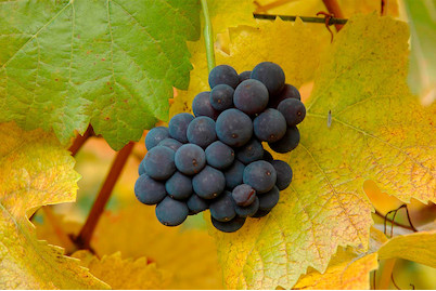 Image of Robustarebe® 'Muscat Bleu' (Vitis vinifera 'Muscat Bleu' Robustarebe®), Topfgrösse Ø20cm bei JUMBO