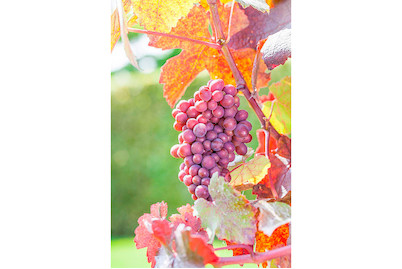 Image of Robustarebe® 'Sweety'® (Vitis vinifera 'Sweety'® Robustarebe®), Topfgrösse Ø20cm bei JUMBO
