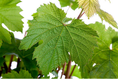 Image of Robustarebe® 'Katharina'(s) (Vitis vinifera 'Katharina'(s) Robustarebe®), Topfgrösse Ø20cm bei JUMBO