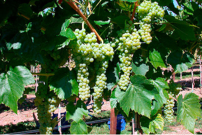 Image of Robustarebe® 'Bristaler Muskat' (Vitis vinifera 'Birstaler Muskat' Robustarebe®), Topfgrösse Ø20cm bei JUMBO