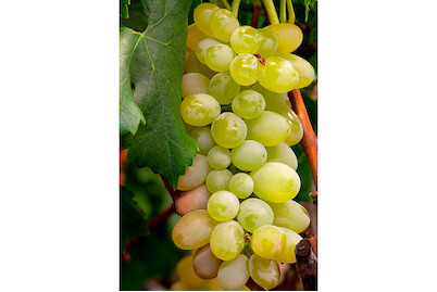 Image of Robustarebe® 'Excelsior' (Vitis vinifera 'Excelsior' Robustarebe®), Topfgrösse Ø20cm bei JUMBO