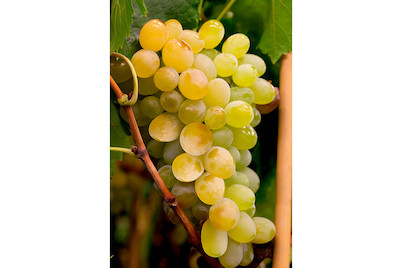 Image of Robustarebe® 'Himrod' (Vitis vinifera 'Himrod' Robustarebe®), Topfgrösse Ø20cm bei JUMBO